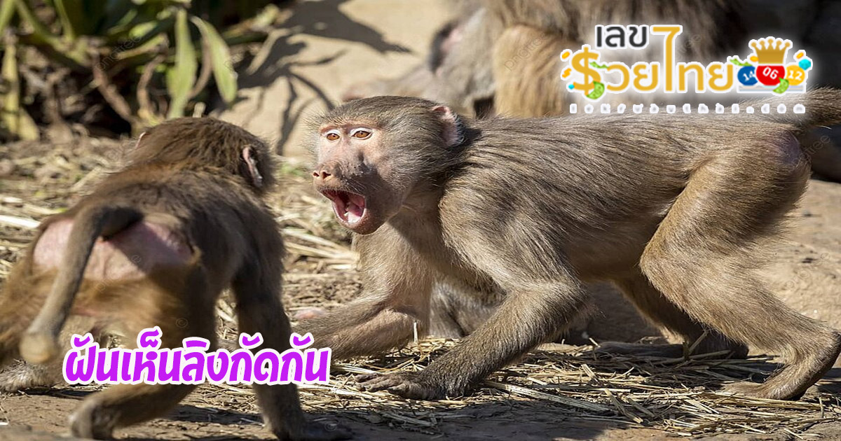 ฝันเห็นลิงไล่ตาม เลขเด็ด-"Dreaming of seeing a monkey chasing you is a lucky number."