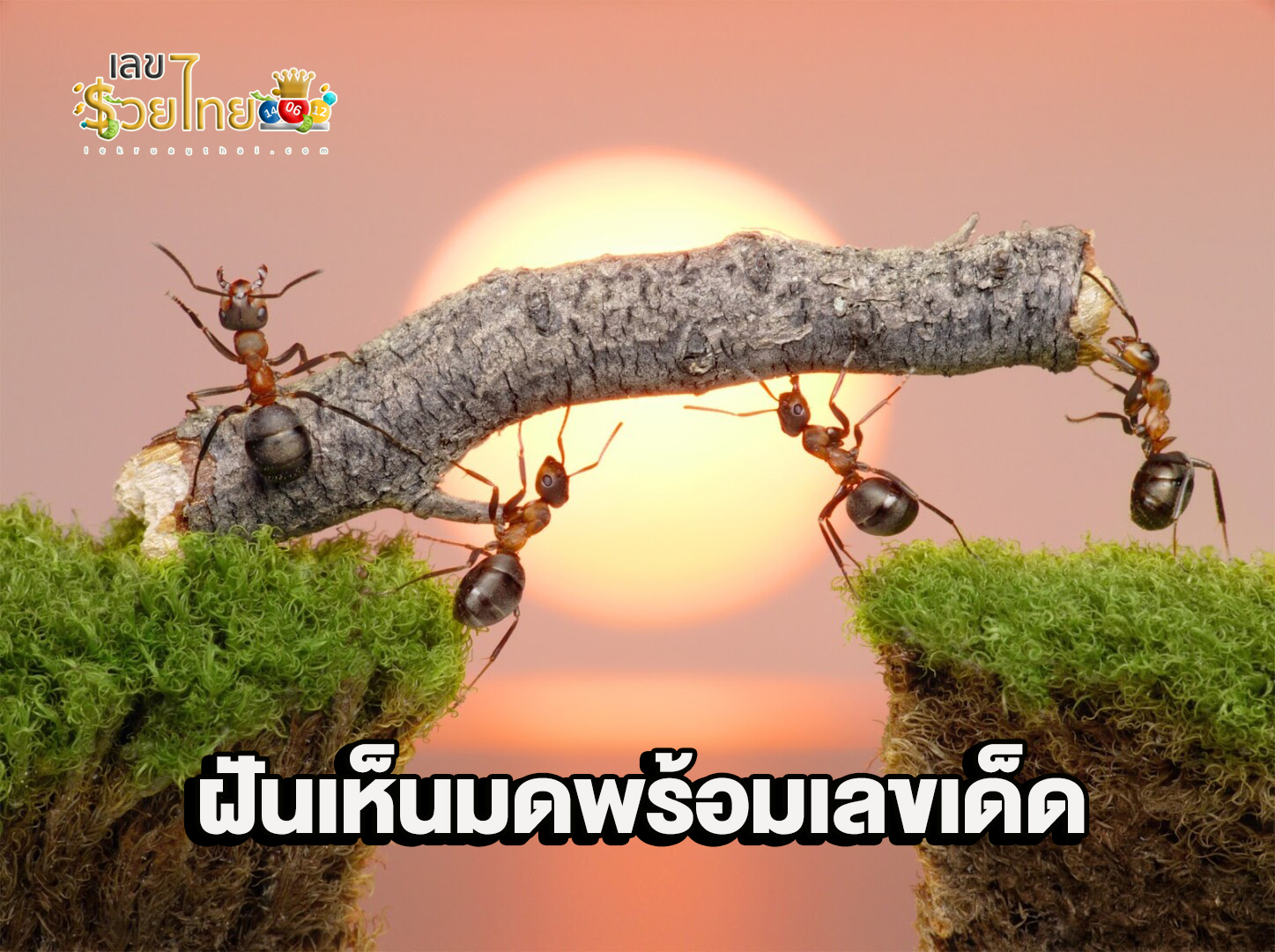 ฝันเห็นรัง มดแดง เลขเด็ด-"Dreaming of seeing a nest of red ants, lucky numbers."