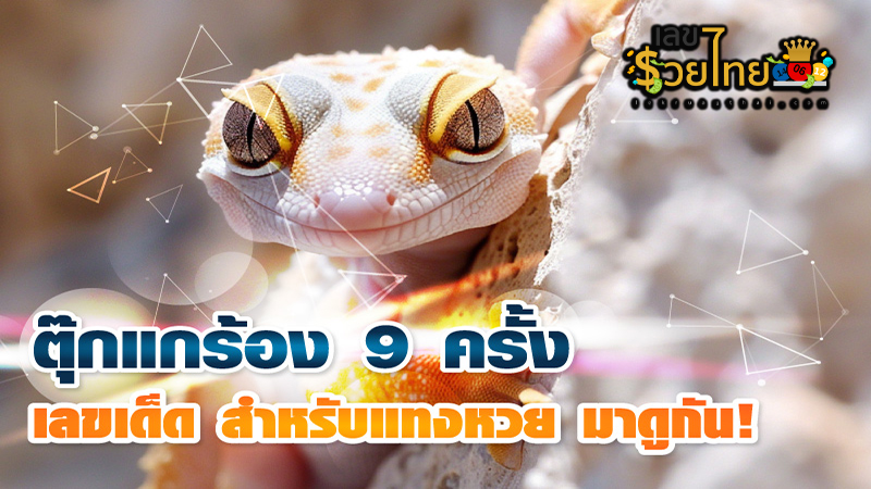 ตุ๊กแกร้อง 9 ครั้งเลขเด็ด-"Gecko cries 9 times, lucky number"