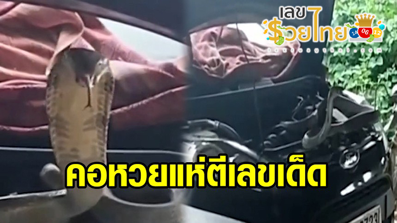 งูจงอางยักษ์ยาว 4 เมตร-"Giant king cobra 4 meters long"