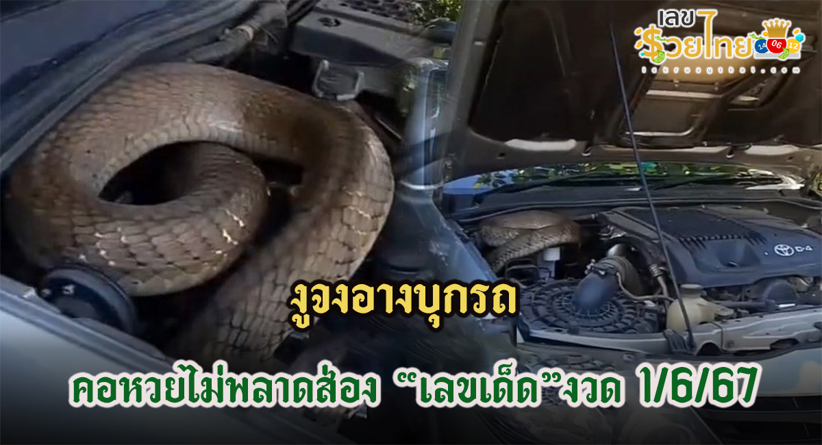ต้อนรับวันพระใหญ่ งูจงอางบุกรถ คอหวยไม่พลาดตี “เลขเด็ด” หวังนำไปเสี่ยงโชค งวด 1/6/67