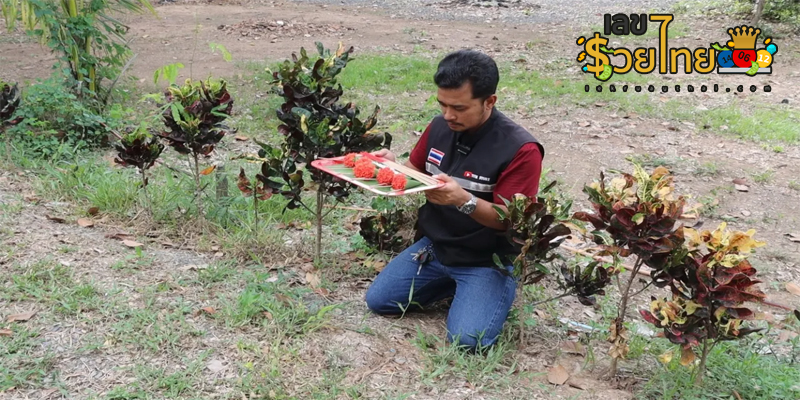 เลขพญาบึ้งงวดล่าสุด-"Latest Phaya Buu numbers"