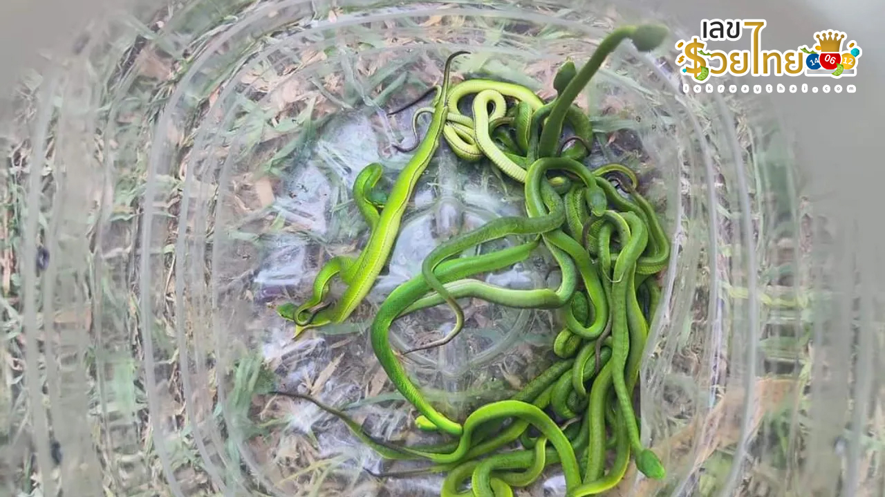 งูหนีร้อน -"Snake escapes heat"