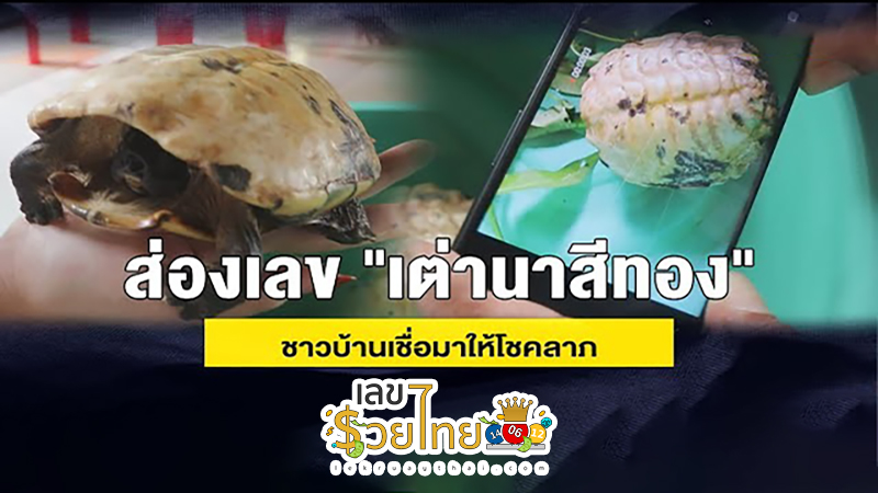 เต่านากระดองสีทอง -"golden softshell turtle"