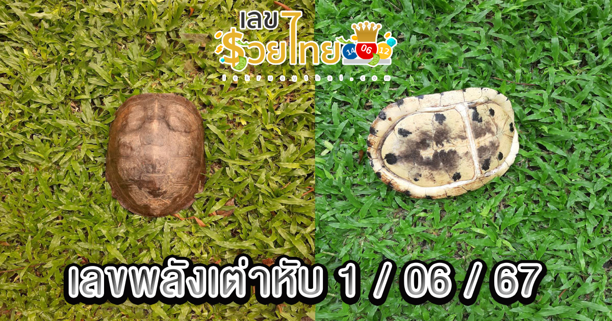 เลขพลังเต่าหับ 1 6 67 แนวทางหวยรัฐบาลไทย คอหวยห้ามพลาด ! ติดตามเลขเด็ดได้ ที่นี่ lekruaythai