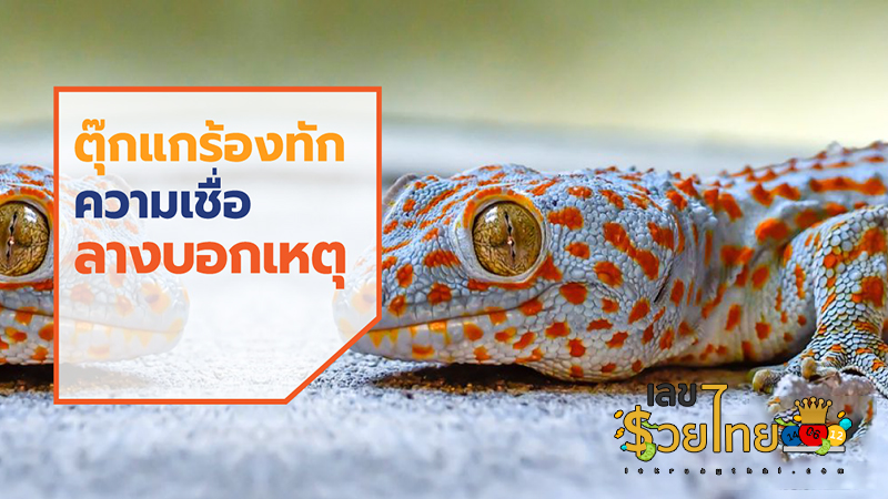 ตุ๊กแกร้องเพราะอะไร-"Why do geckos cry"