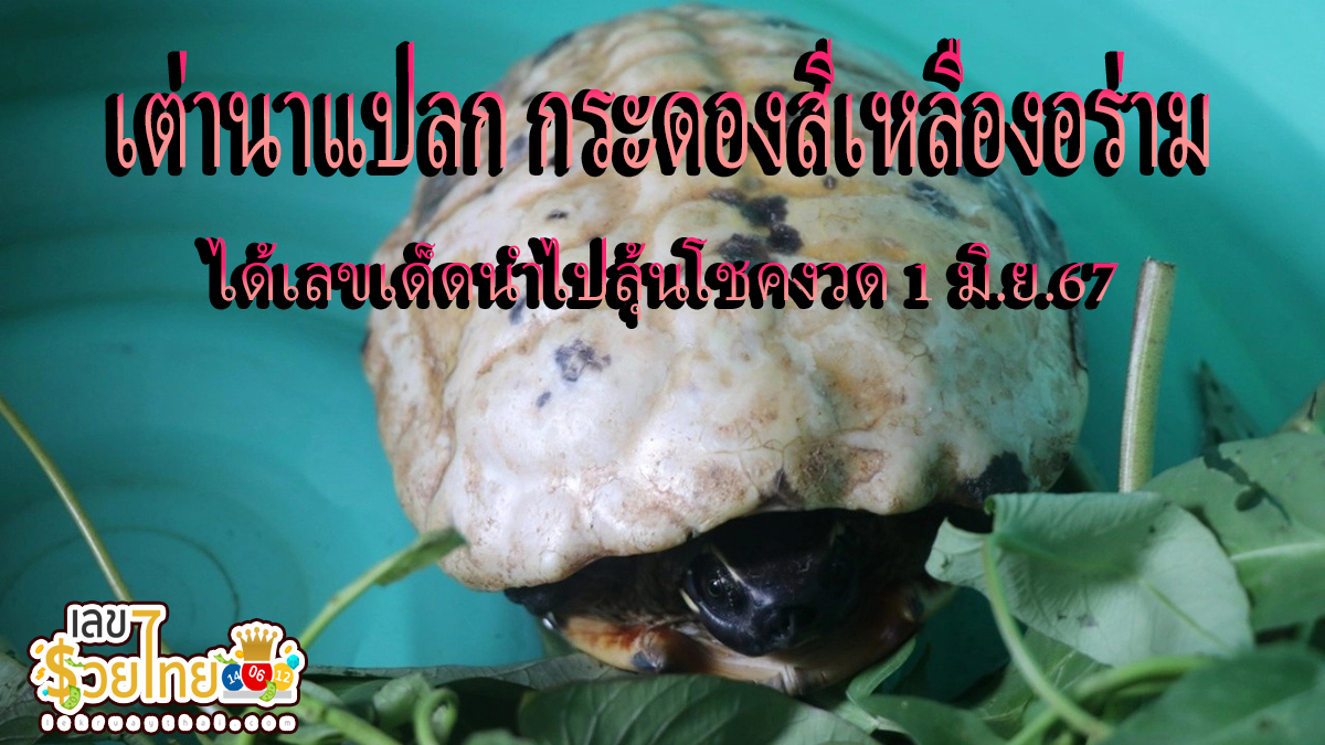 เต่านากระดองสีทอง เต่านาแปลก กระดองสีทองอร่าม ส่องเจอ “เลขเด็ด” ชั่งน้ำหนักได้ “เลขสวย” ลุ้นโชค งวด 1 มิ.ย.67