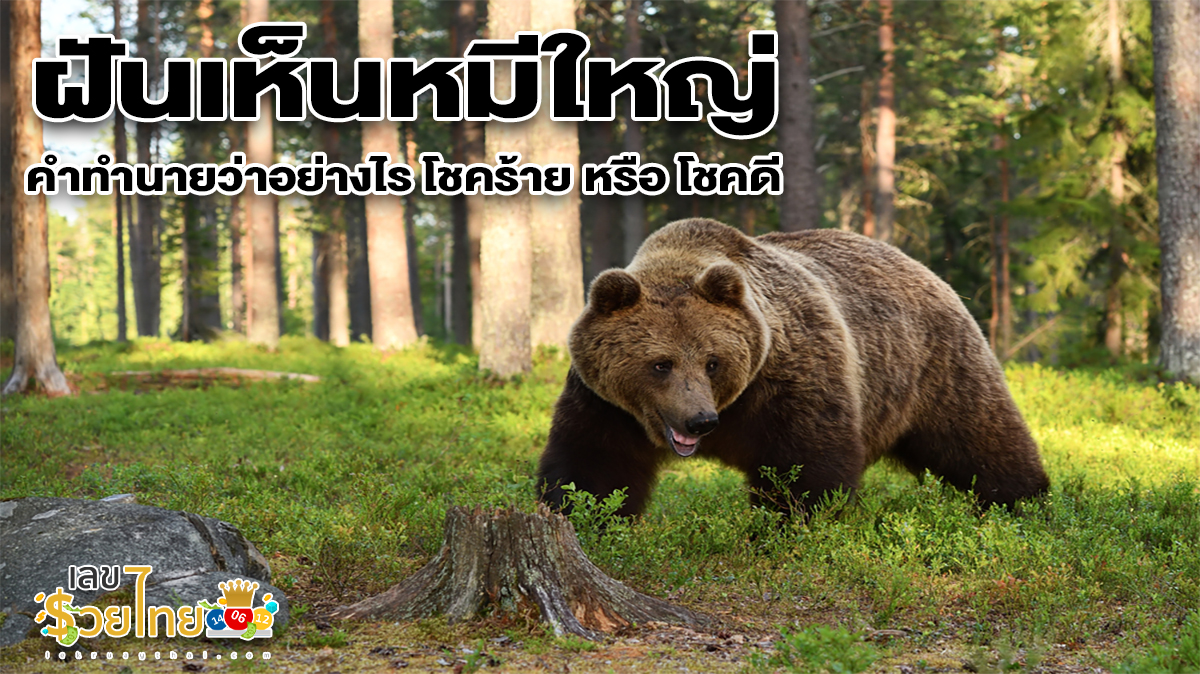 ฝันเห็นหมีใหญ่ จะมีคำทำนายว่าอย่างไร โชคร้าย หรือ โชคดี พร้อมเลขเด็ดเสี่ยงโชค ฟรีที่นี่