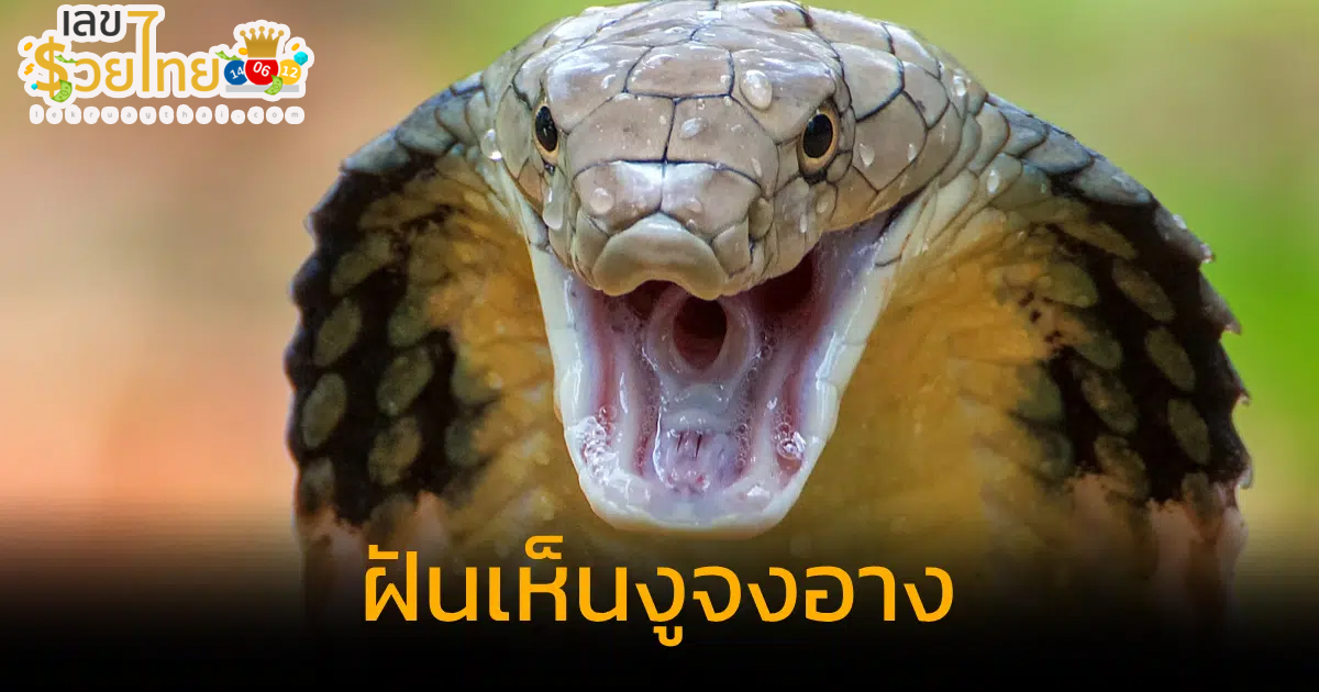 ฝันเห็นงูจงอาง-"Dream of seeing a king cobra"