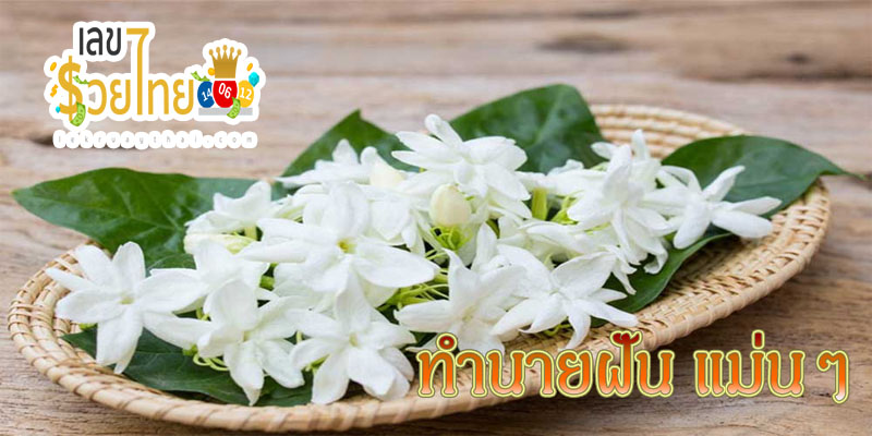 ฝันเห็นดอกมะลิ-"Dream of seeing a bunch of jasmine flowers"