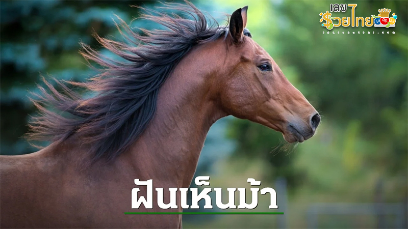 ฝันเห็นม้า-"Dream of seeing a horse"