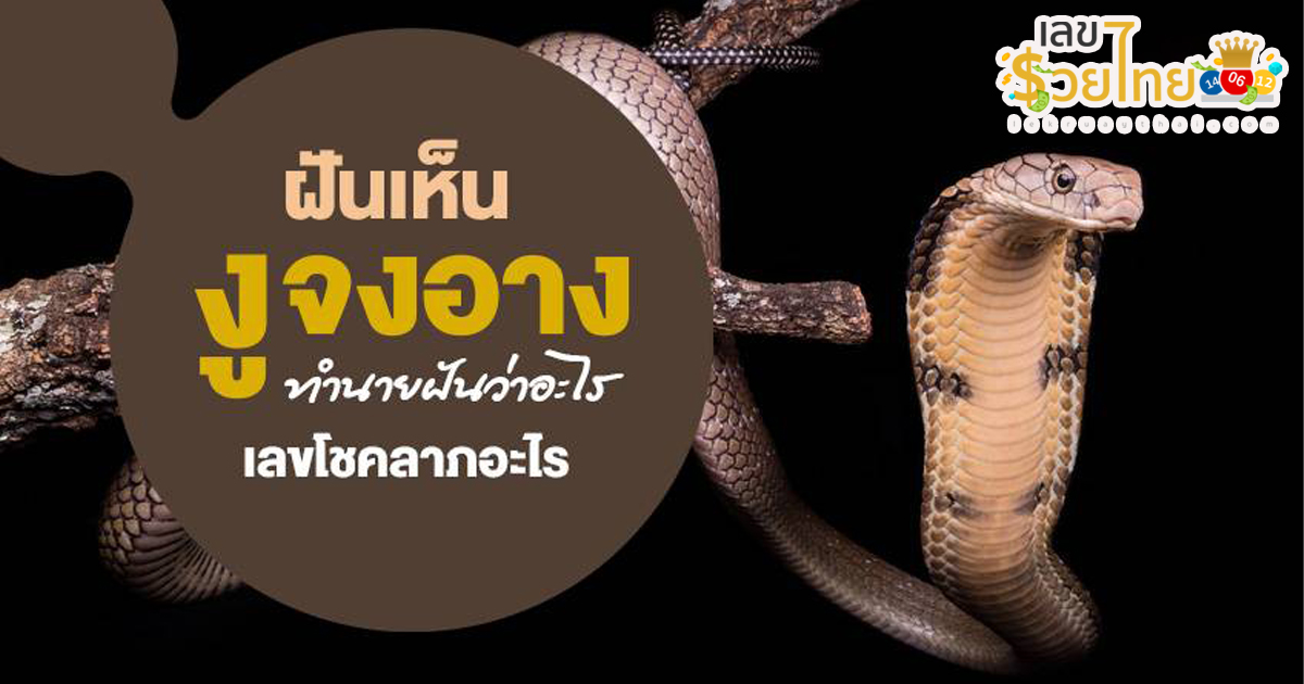 ฝันเห็นงูจงอาง ทำนายว่าอย่างไร? พร้อมตีเลขเด็ด ตามความฝัน ดูคำทำนาย แม่น ๆ ได้ที่นี่ lekruaythai