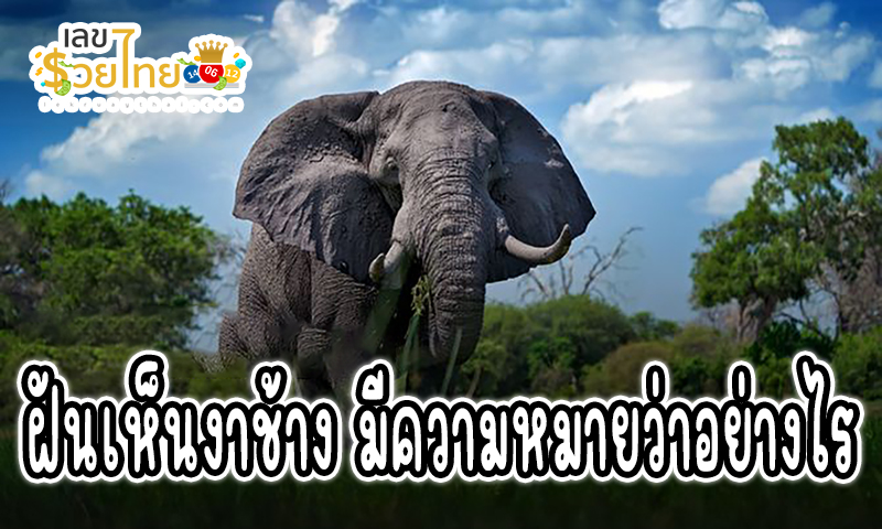 ฝันเห็นงาช้าง -"Dream of seeing ivory"