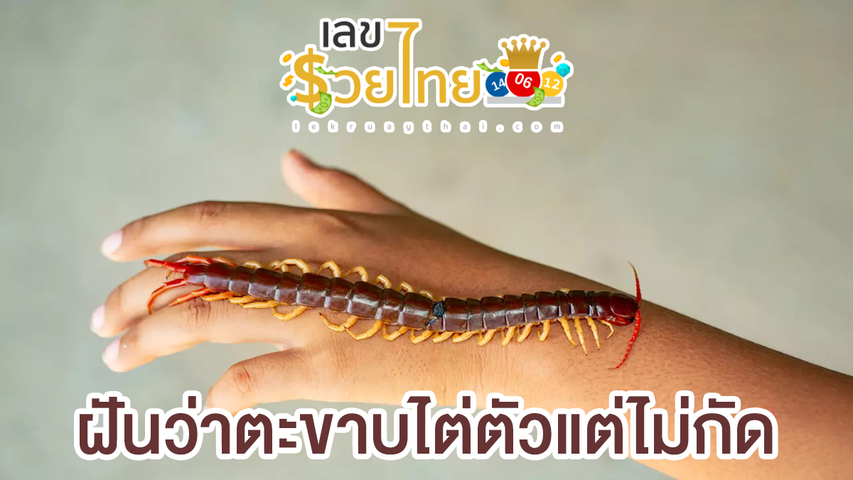 ฝันว่าตะขาบไต่ตัวแต่ไม่กัด หมายความว่าอย่างไร ทำนายฝันตามตำราโบราณ พร้อมเลขให้โชค ไปหาคำตอบด้วยกัน
