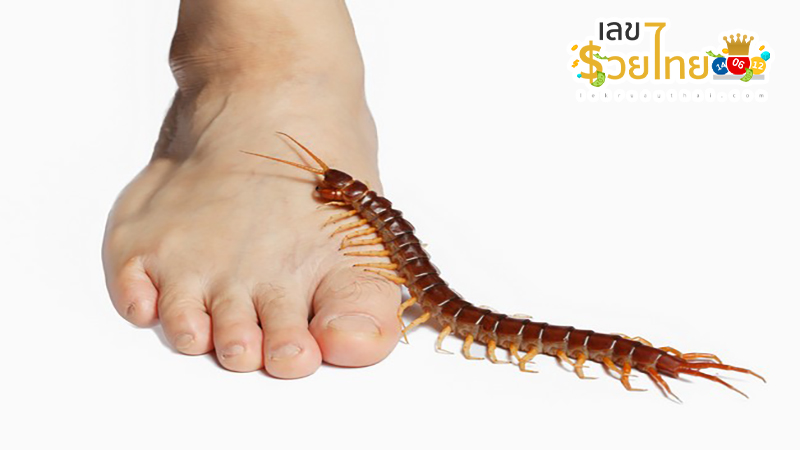 ฝันว่าตะขาบไต่ตัวแต่ไม่กัด-"Dreamed-of-seeing-many-small-centipedes"