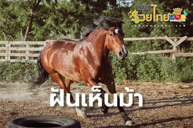 ฝันว่าขี่ม้าตัวใหญ่-"Dreaming of riding a big horse"