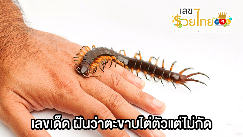 ฝันเห็นตะขาบ 1 ตัว เลขเด็ด-"Dreaming of seeing a centipede, lucky numbers