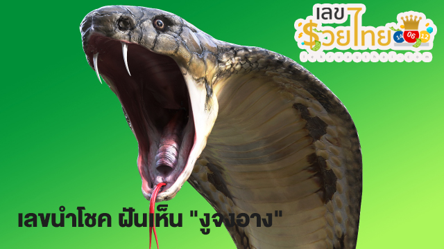 ฝันเห็นงูจงอาง เลขเด็ด-"Dreaming of seeing a king cobra, lucky numbers"