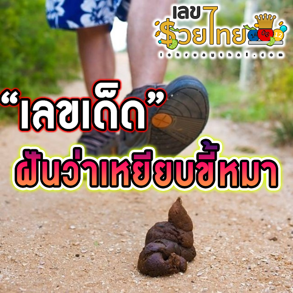 ฝันว่าเหยียบขี้หมา เลขเด็ด -"Dreaming of stepping on dog poop lucky number"