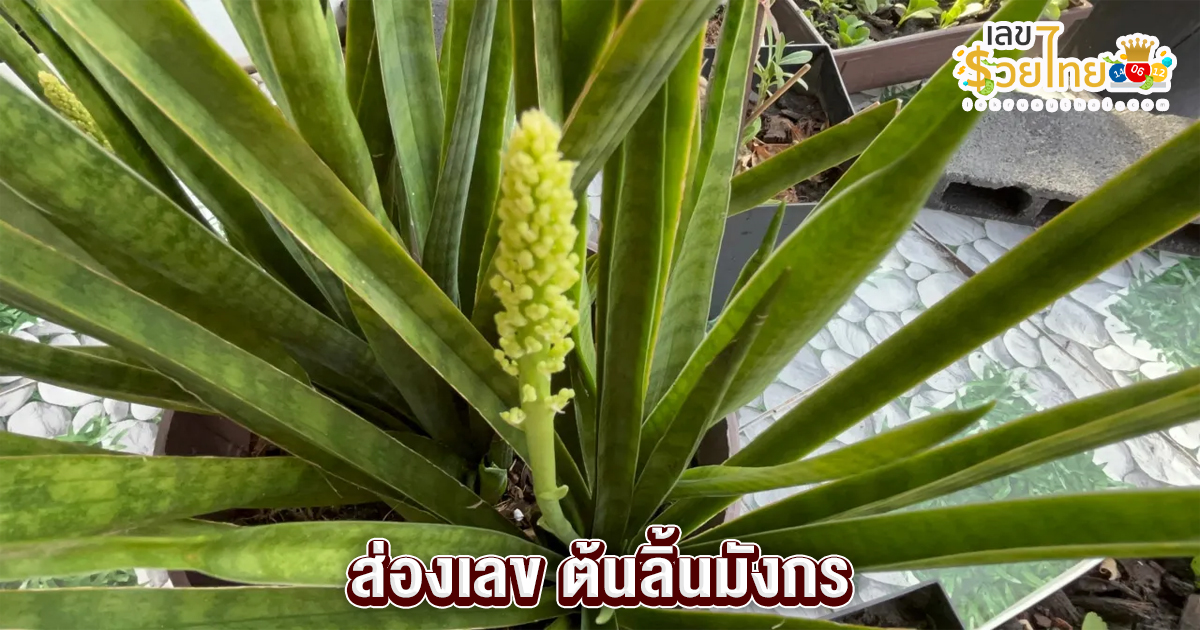 ส่องเลข ต้นลิ้นมังกร-"Looking at the numbers of the dragon tongue tree"