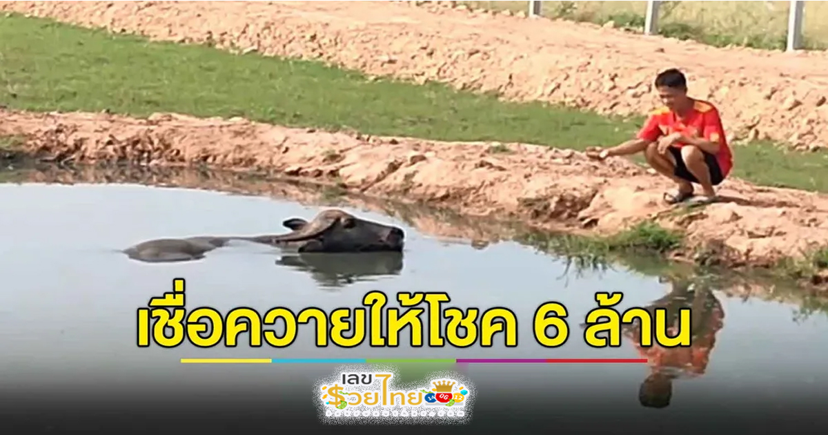 เลขควายนํา โชค-"Lucky buffalo number"