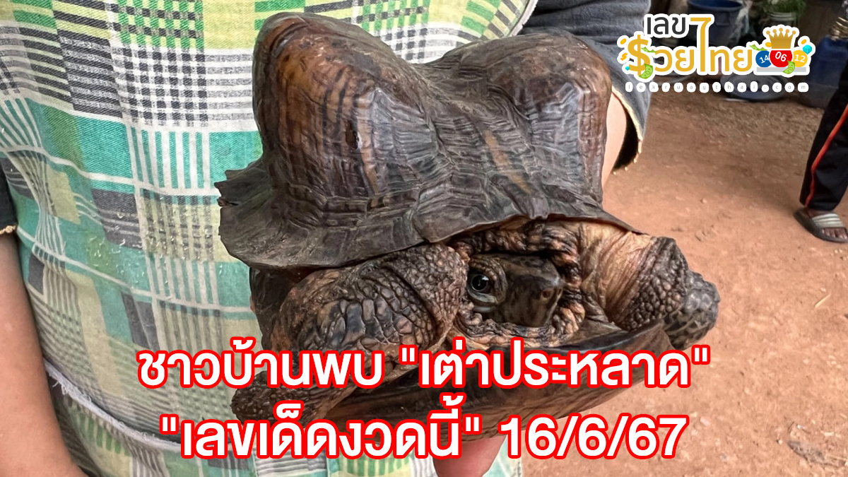 ชาวบ้านพบ “เต่าประหลาด” คนตาดีเห็น “เลขเด็ดงวดนี้” 16/6/67 เชื่อจะได้โชค