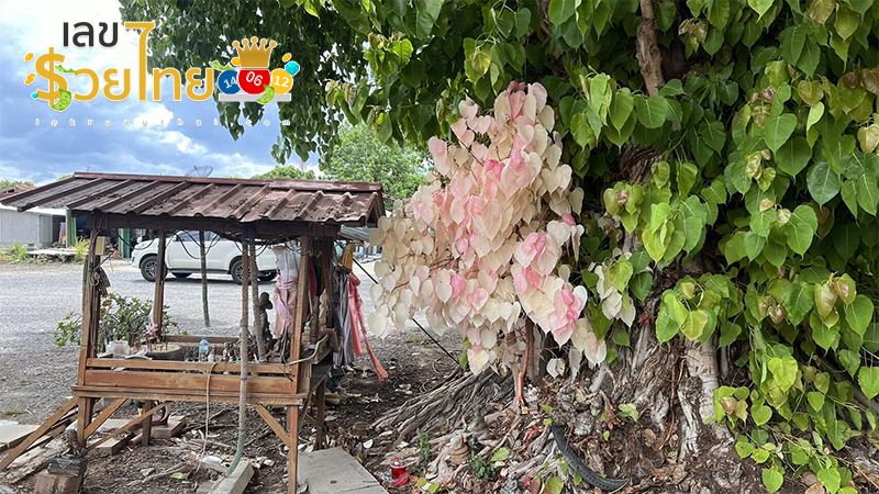 ขอโชคต้นโพธิ์ใบสีชมพู-"Wish for luck on the Bodhi tree with pink leaves"