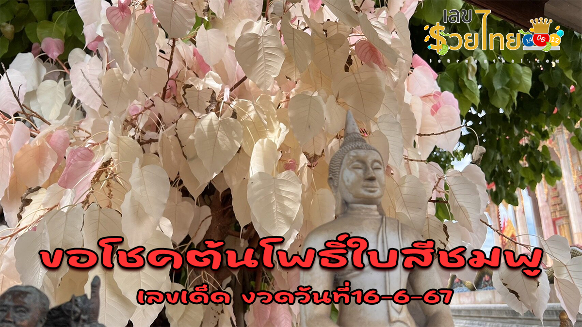 ฮือฮา ต้นโพธิ์ผลิใบสีชมพูสะพรั่ง ชาวบ้านเชื่อศักดิ์สิทธิ์ แห่ขอโชคลาภ สมใจปรารถนาหลายคน