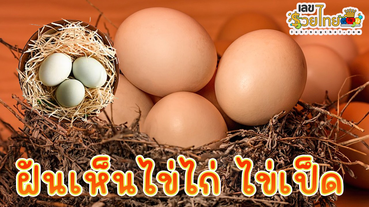 ฝันเห็นไข่ไก่ ไข่เป็ด ทำนายว่าอย่างไร? พร้อมตีเลขเด็ด ตามความฝัน ดูคำทำนาย แม่น ๆ ได้ที่นี่ lekruaythai