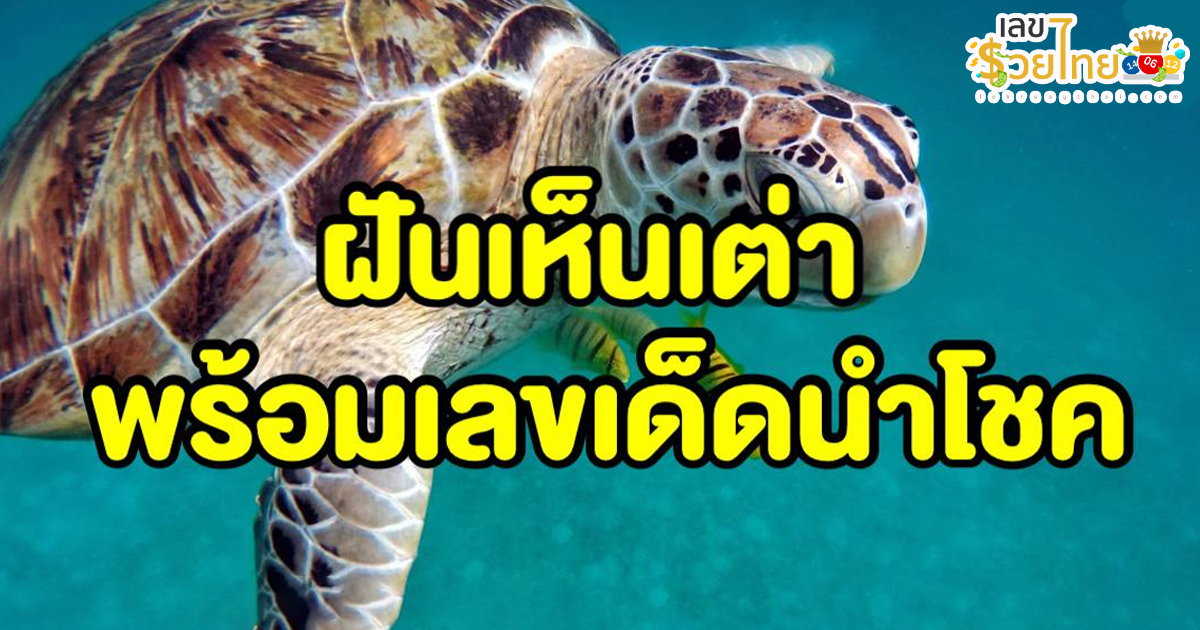 เลขฝันเห็นเต่าตัวใหญ่-"Dream numbers: seeing a big turtle"