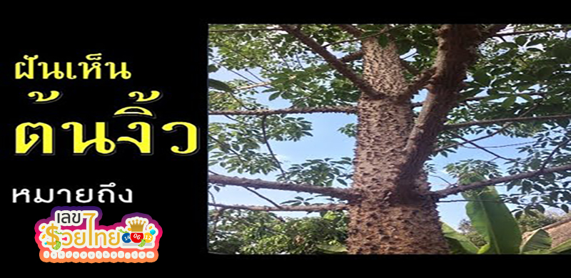 ฝันเห็นต้นงิ้ว -"Dream of seeing a tree"
