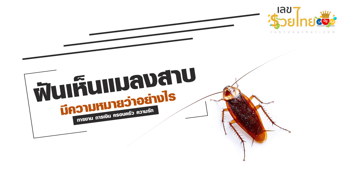 ฝันเห็นแมลงสาบ-"Dream of seeing cockroaches"