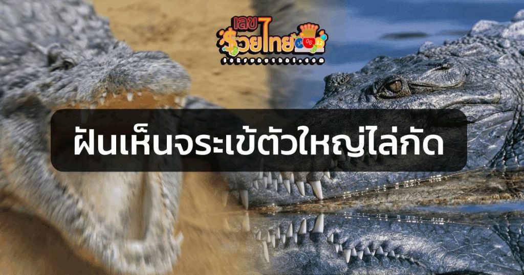 ฝันเห็นจระเข้ตัวใหญ่ 1 ตัวไล่กัด - "Dreamed of seeing a large. crocodile chasing and biting."