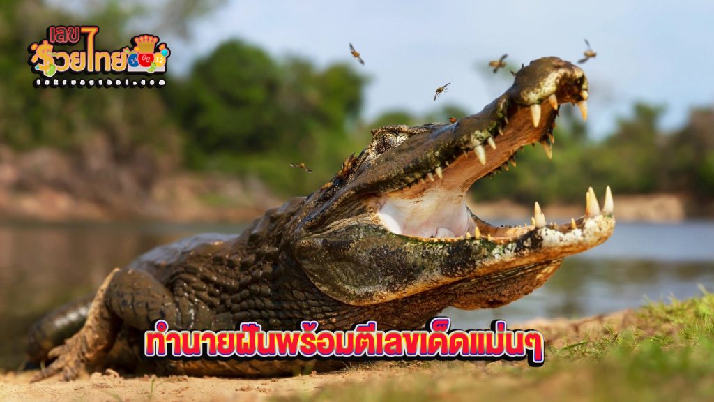 ฝันเห็นจระเข้ตัวใหญ่ไล่กัด - "Dreamed of seeing. a large crocodile chasing and biting."