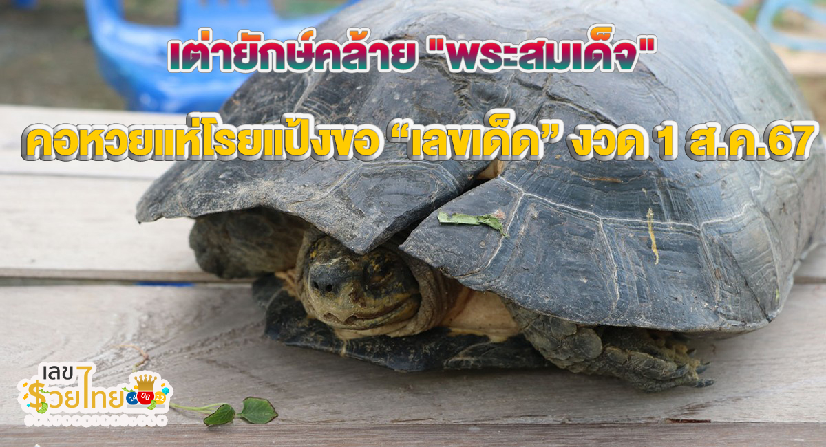 เต่ายักษ์ ให้โชค คล้าย “พระสมเด็จ” กระดองร้าว คลานเข้าบ้าน จับโรยแป้งส่อง “เลขเด็ด” งวด 1 สิงหาคม 2567