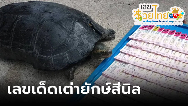 เต่าเข้าบ้านดีไหม-"Is it good for turtles to enter the house"