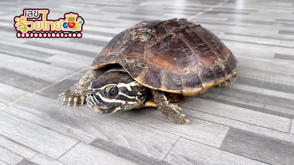 คอหวยแห่ส่อง "เลขเด็ด" - "Lottery fans flock to check out lucky numbers"