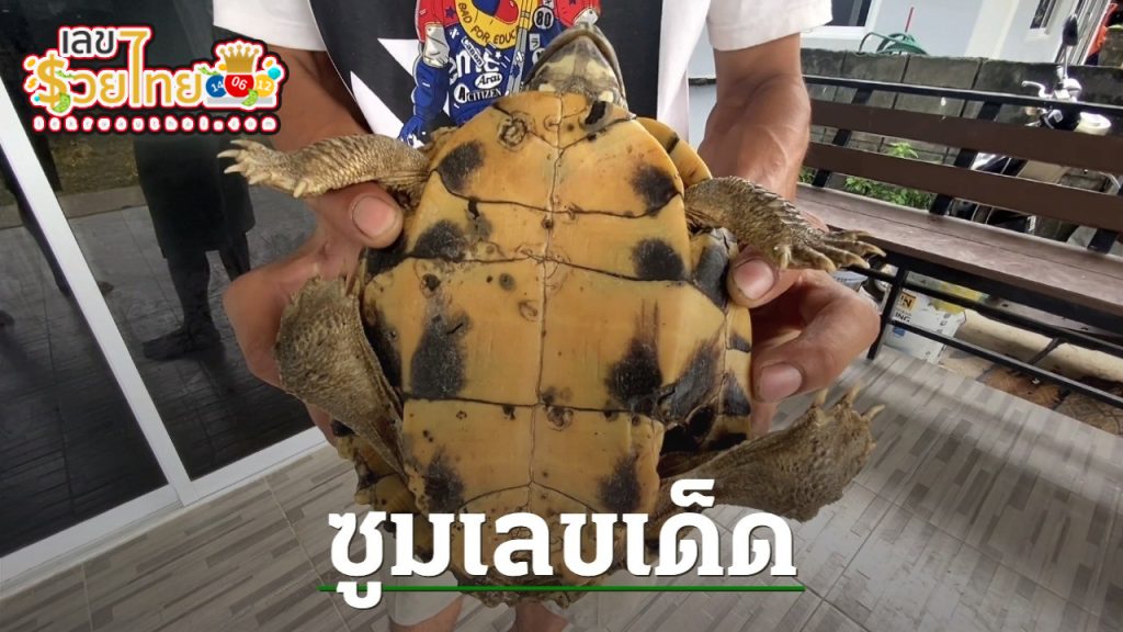 ฝันแปลก ก่อนเจอเต่าที่หายไป - "Strange dream .before meeting a missing turtle."