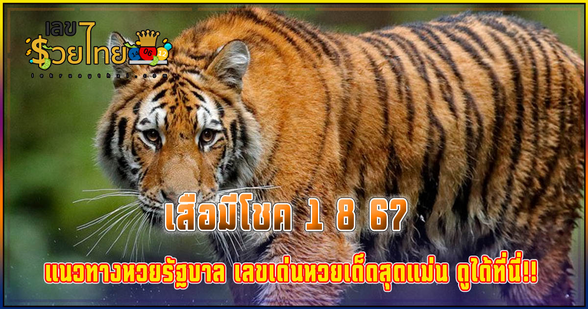 เสือมีโชค 1 8 67 คอหวยห้ามพลาดส่องเลขเด็ด แนวทางหวยรัฐบาลไทยแม่นๆ รีบจดด่วน!!