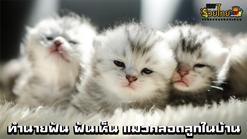 แมวคลอดลูกในบ้าน-"Cat gives birth in the house"