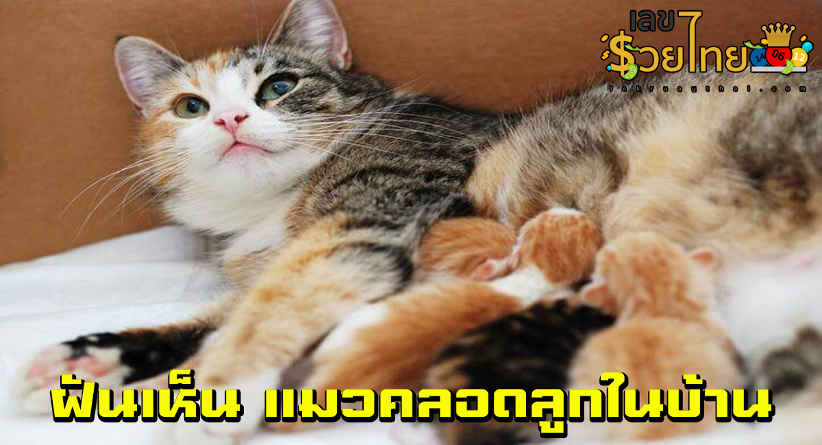 ฝันเห็นแมวคลอดลูกในบ้าน เลขเด็ด ทำนายฝัน โชคลาภ พร้อมบอกความหมาย เช็กเลย!!