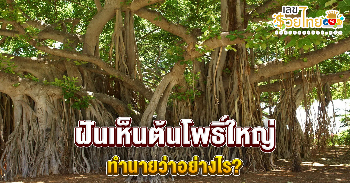 ฝันเห็นต้นโพธิ์ใหญ่ ทำนายว่าอย่างไร? พร้อมเลขเด็ด แม่นๆ ที่เกี่ยวกับความฝัน เช็กเลย !