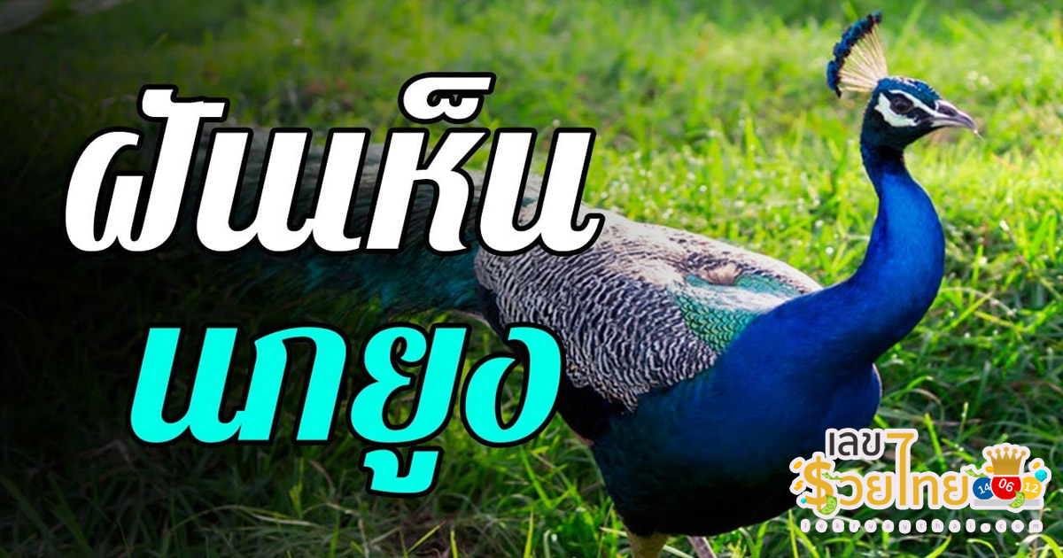 ทำนายฝัน ฝันเห็นนกยูง จะเป็นอย่างไร วันนี้ทางเว็บ lekruaythai.com มีคำตอบ ไปติดตามกันเลย