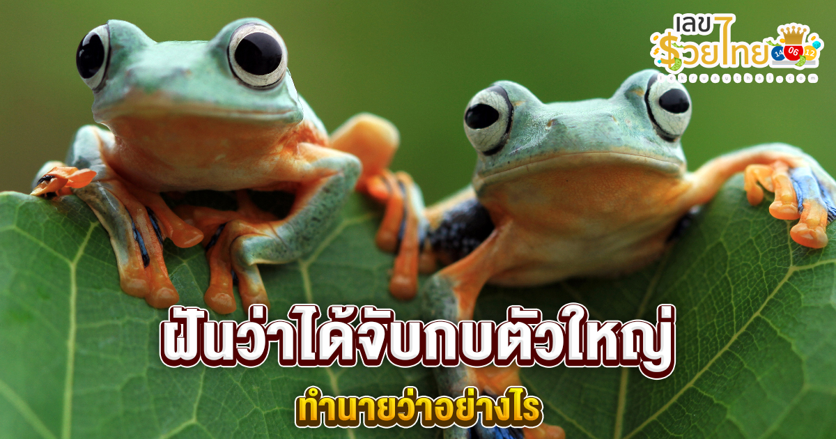ฝันว่าได้จับกบตัวใหญ่-"Dreamed of catching a big frog"