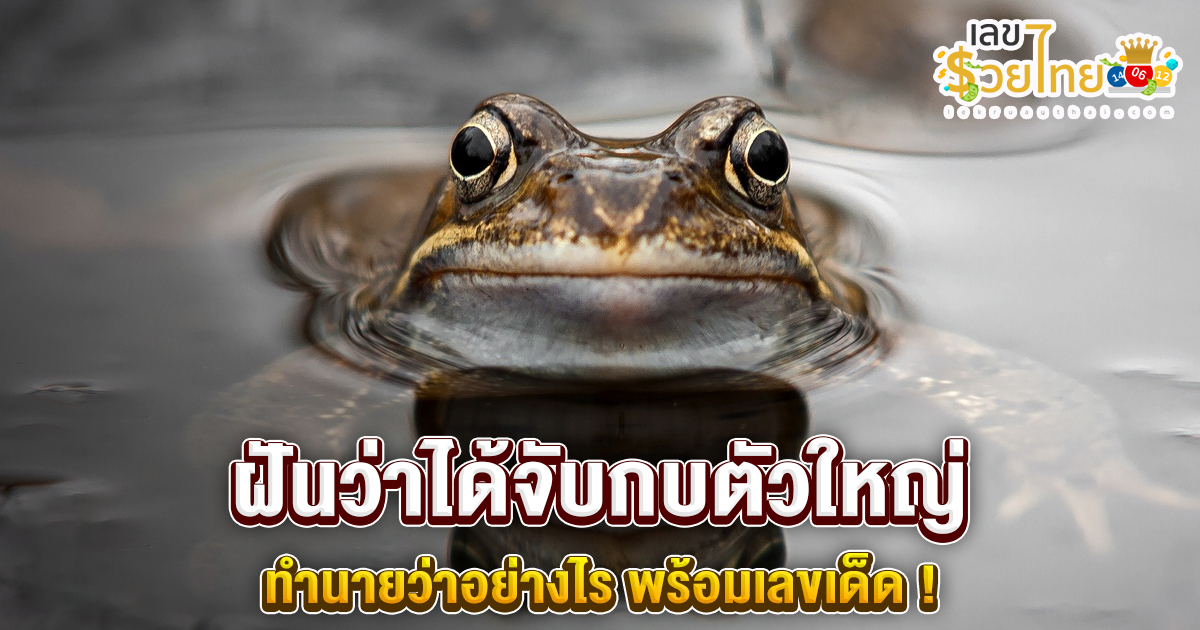 ฝันว่าได้จับกบตัวใหญ่ ทำนายว่าอย่างไร? พร้อมเลขเด็ด แม่นๆ ที่เกี่ยวกับความฝัน เช็กเลย !