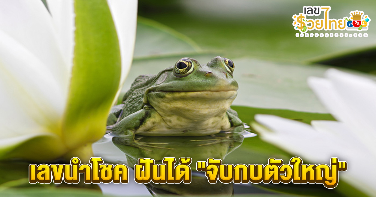 ฝันว่าจับกบตัวใหญ่หลายตัว-"Dreamed of catching many large frogs."