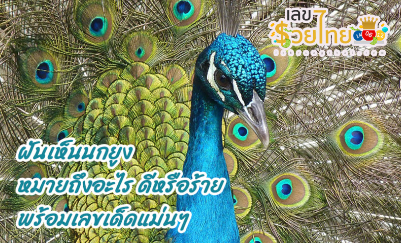 ฝันเห็นนกยูง-"Dream of seeing a peacock"