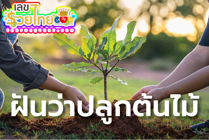 ฝันว่ามีคนให้ต้นไม้มาปลูก -"Dreamed that someone gave me a tree to plant."