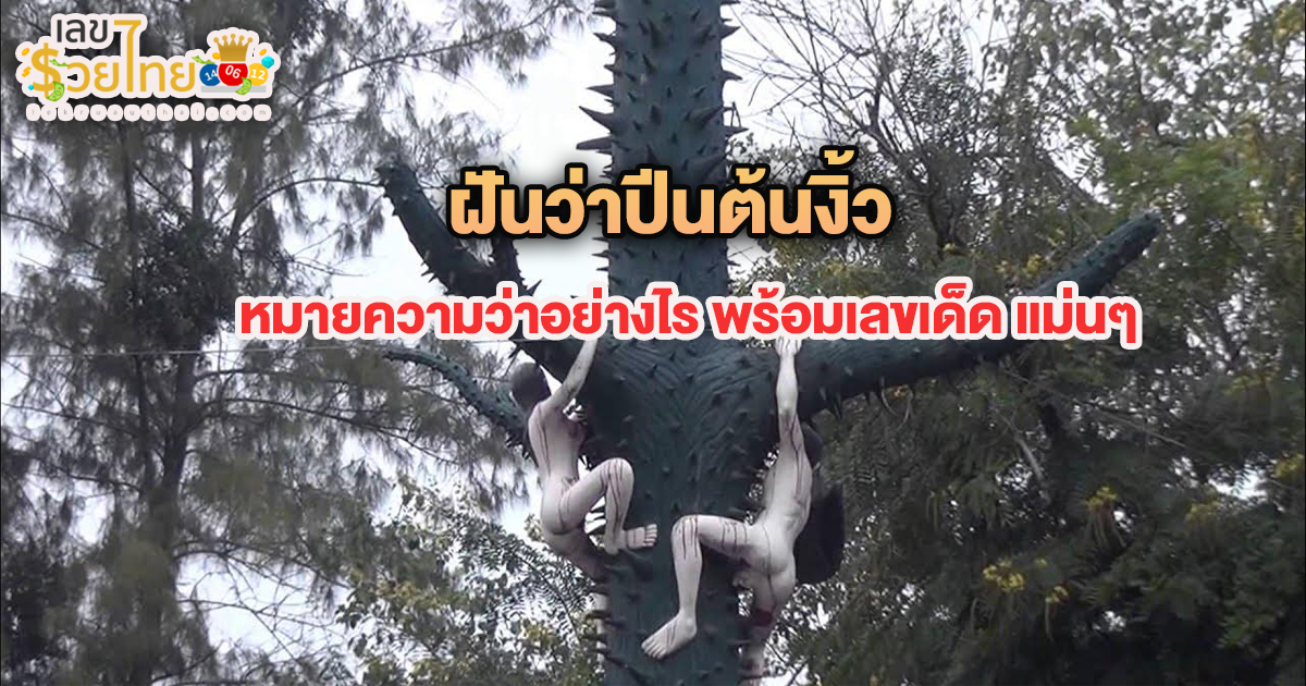 ฝันว่าปีนต้นงิ้ว หมายความว่าอย่างไร พร้อมเลขเด็ด แม่นๆ ที่เกี่ยวกับความฝัน เช็กเลย!