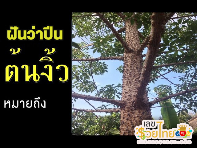 ฝันเห็นต้นงิ้วใหญ่-"Dreaming of seeing a big Ngiu tree"